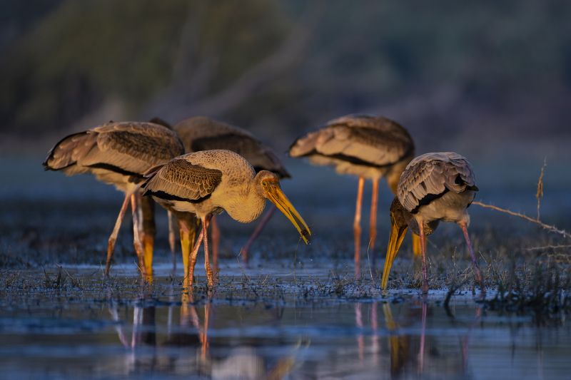 #birdphotography	 #birdsofinstagram	 #wildlifephotography	 #birds	 #naturephotography	 #bird	 #nature	 #wildlife	 #photography	 #birdwatching	 #natgeo	 #photooftheday	 #nikon	 #birding	 #naturelovers	 #canon	 #animals	 #birdlovers	 #travel	 #love	 #bestbi  фото превью