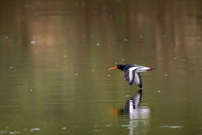 Грациозный полёт Кулик-сороки фото превью