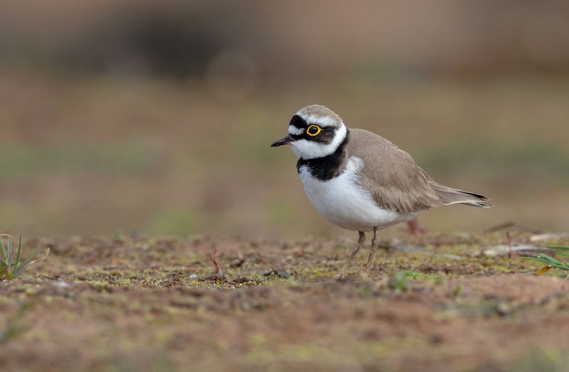Малый зуёк фото превью