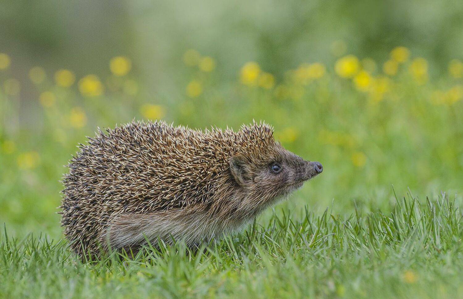 обыкновенный ёж, Михаил Агеев