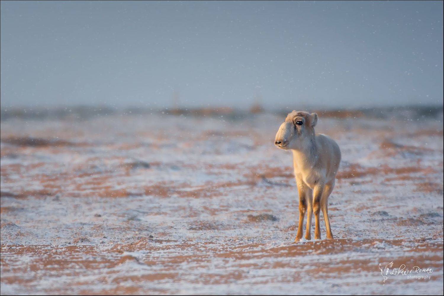 , Роман Лобанов