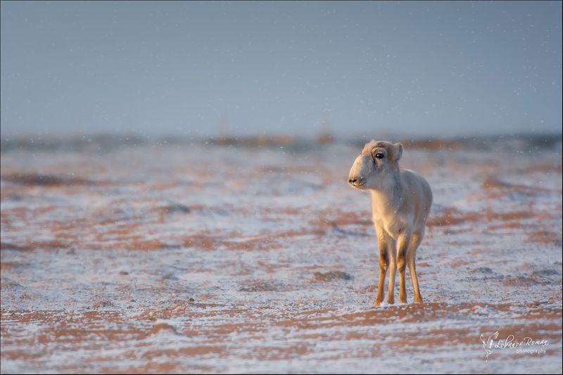 Морозное утро в степи фото превью