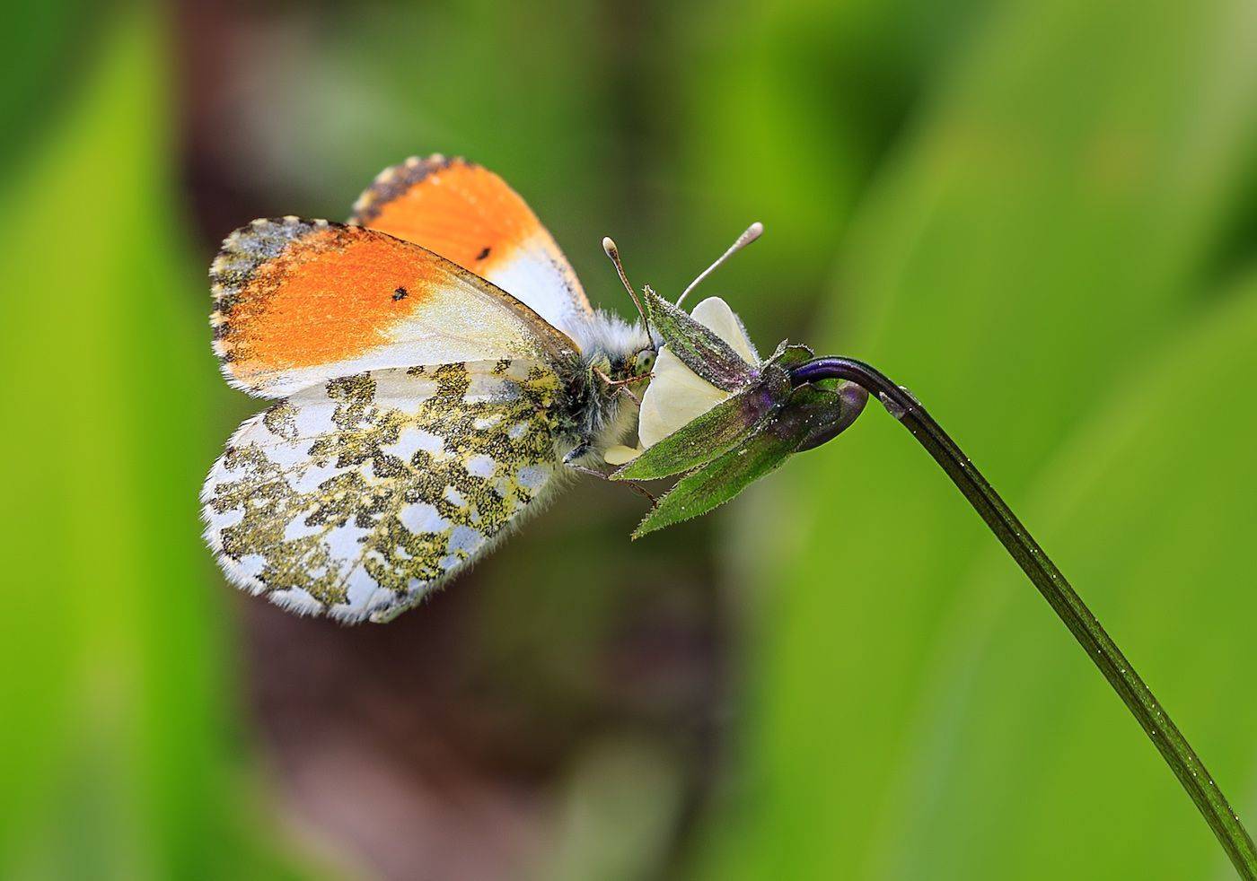 насекомые, бабочка, белянка, аврора, зорька, весна, май, Борис Новиков