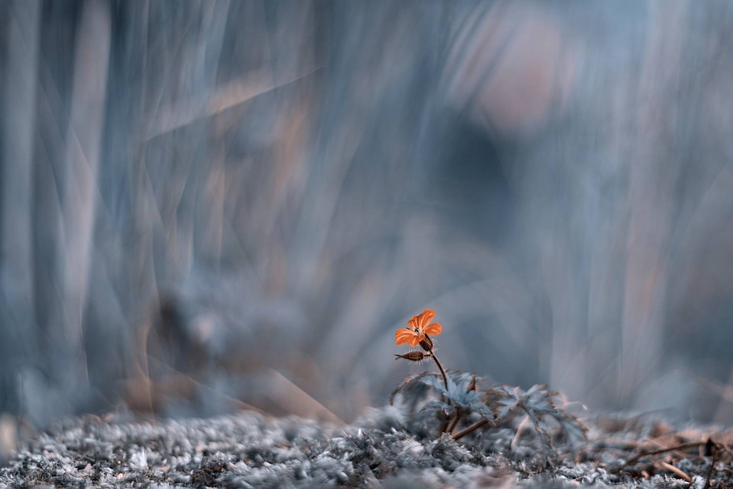 , Эдуард Колобошников