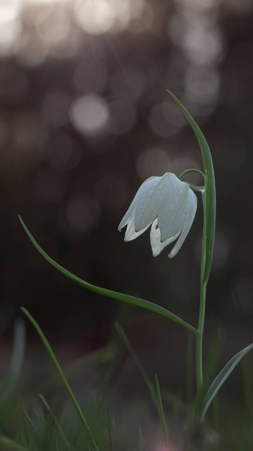 , Мария Обидина