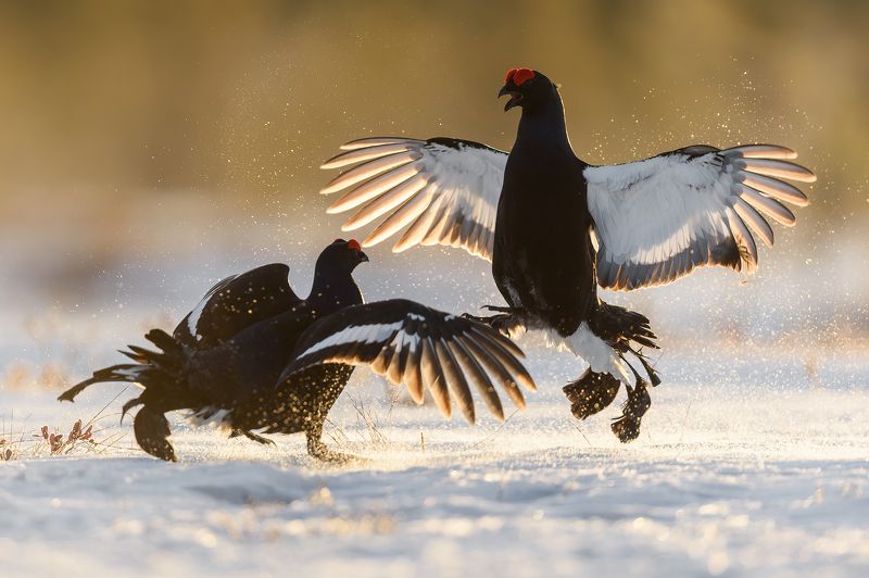 Косачи. фото превью