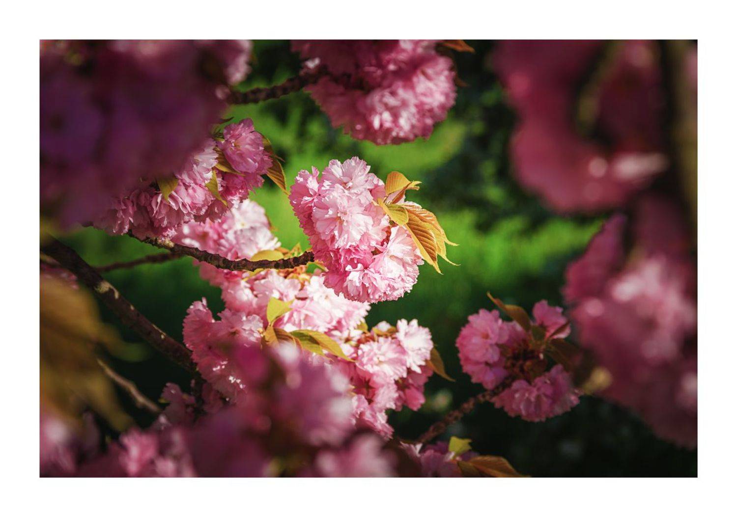 , Станислав