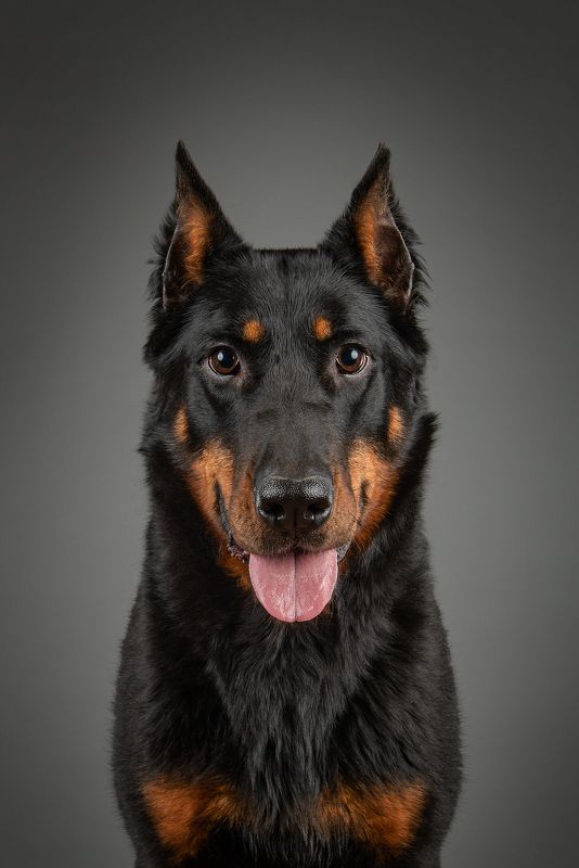 Босерон фото превью