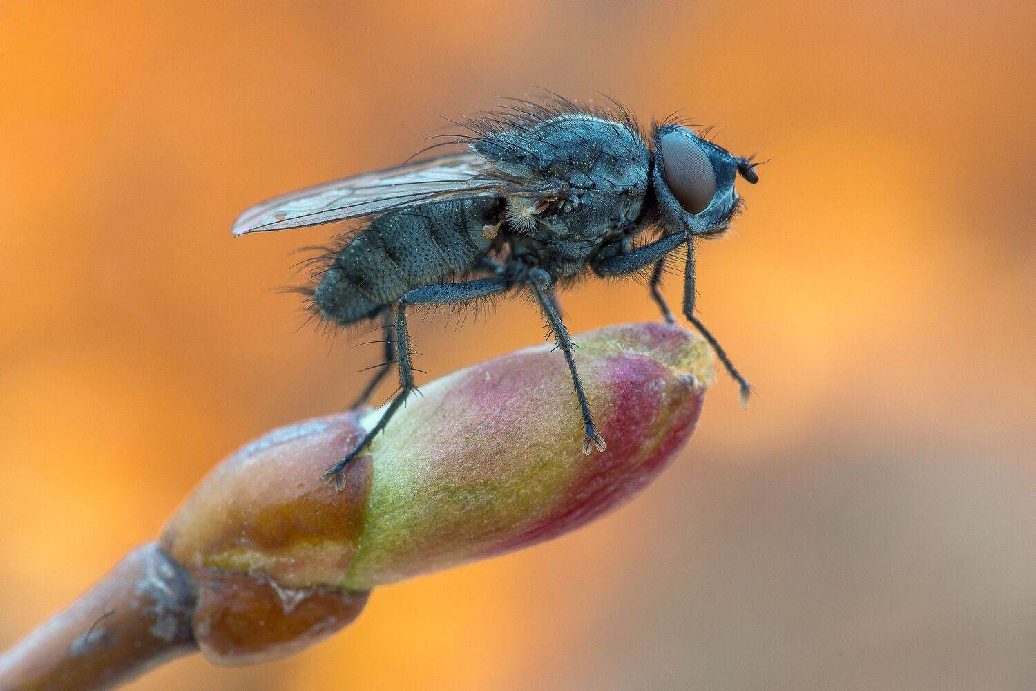 , Кузнецов Дмитрий