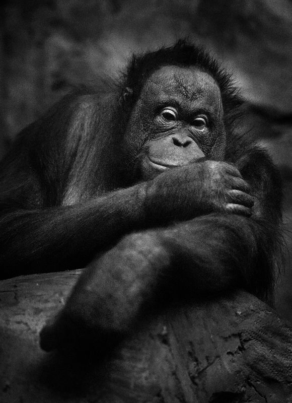 Мишель фото превью