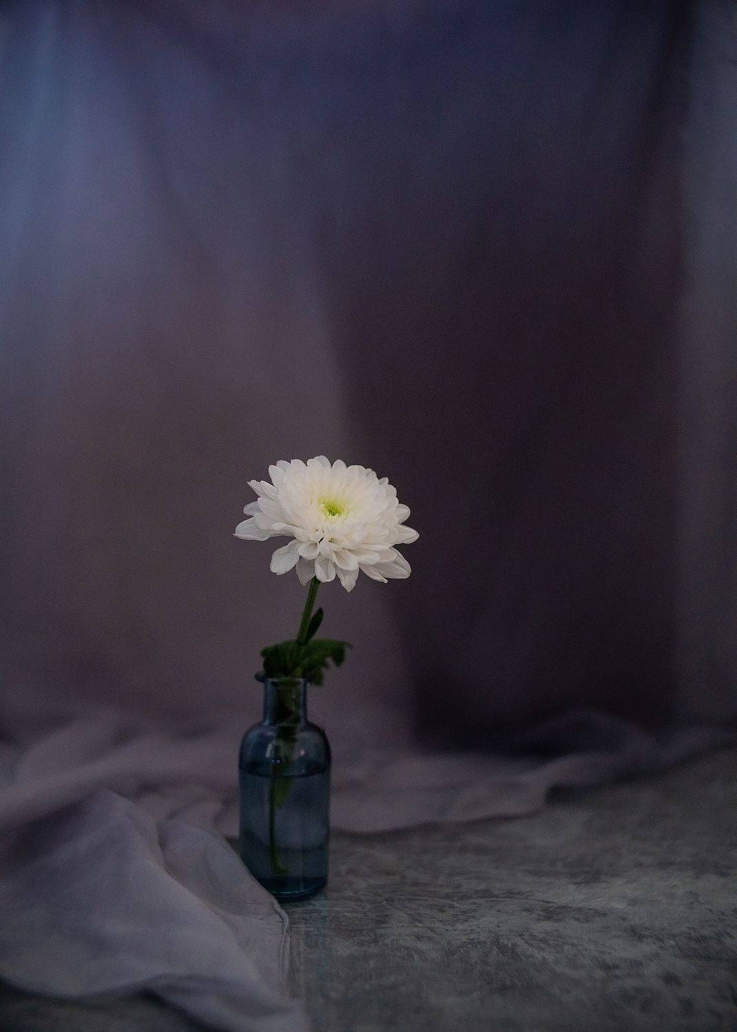 Хризантема натюрморт серый выдержка, Тата Бакбак