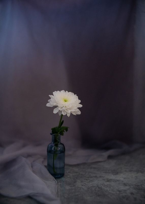 Хризантема натюрморт серый выдержка Белая фото превью