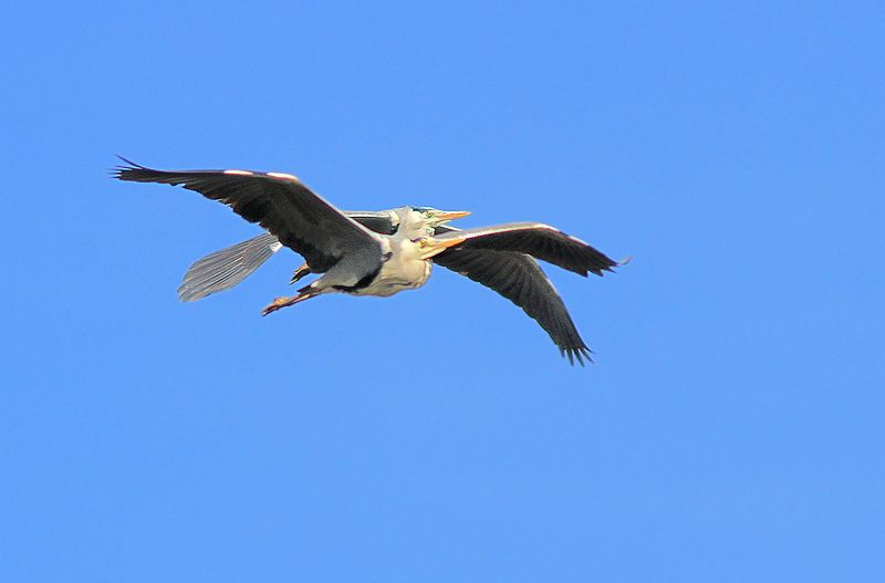 Серые в полёте... фото превью