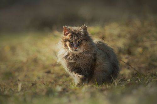 Портрет уличного кота