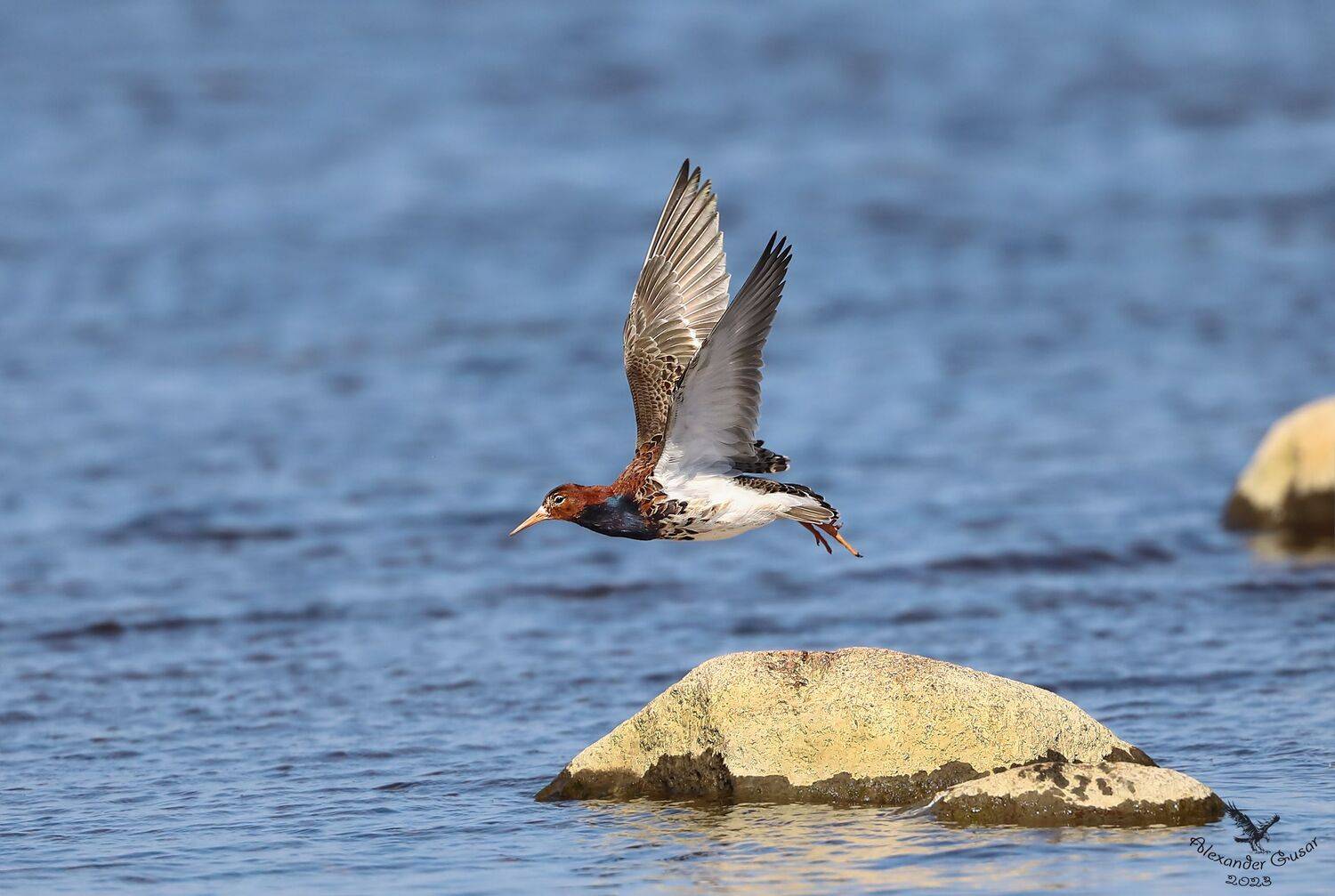 турухтан., Гусар Александр