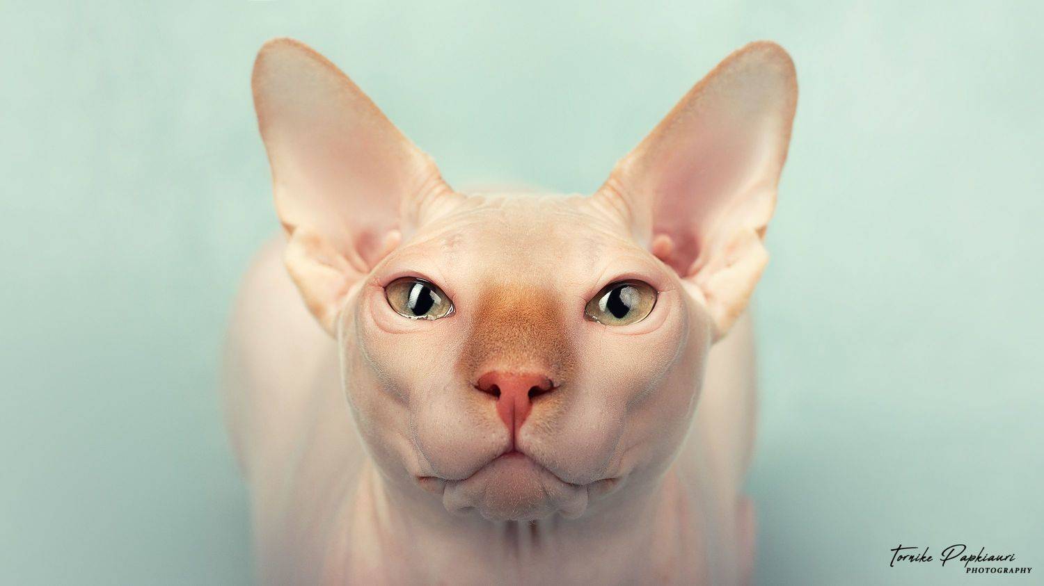 cat, animal, georgia, PAPKIAURI TORNIKE