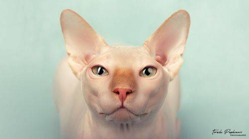 Sphynx cat