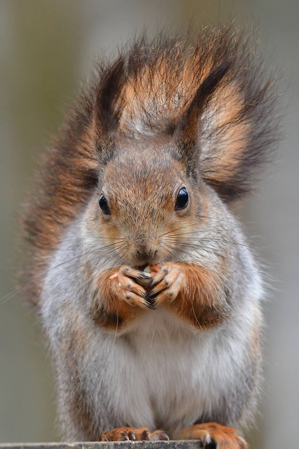 , Корнейчук Игорь