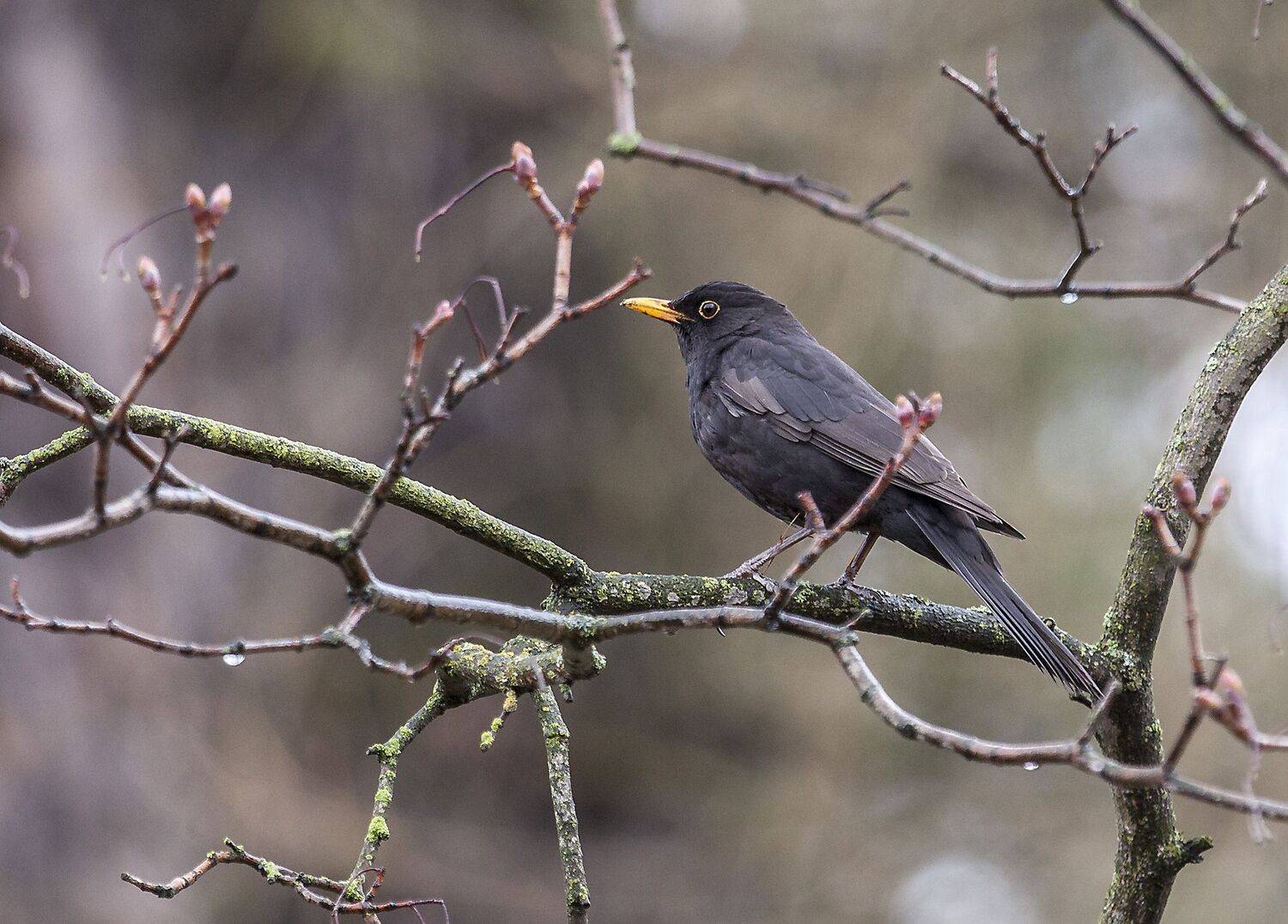 , Широких Александр