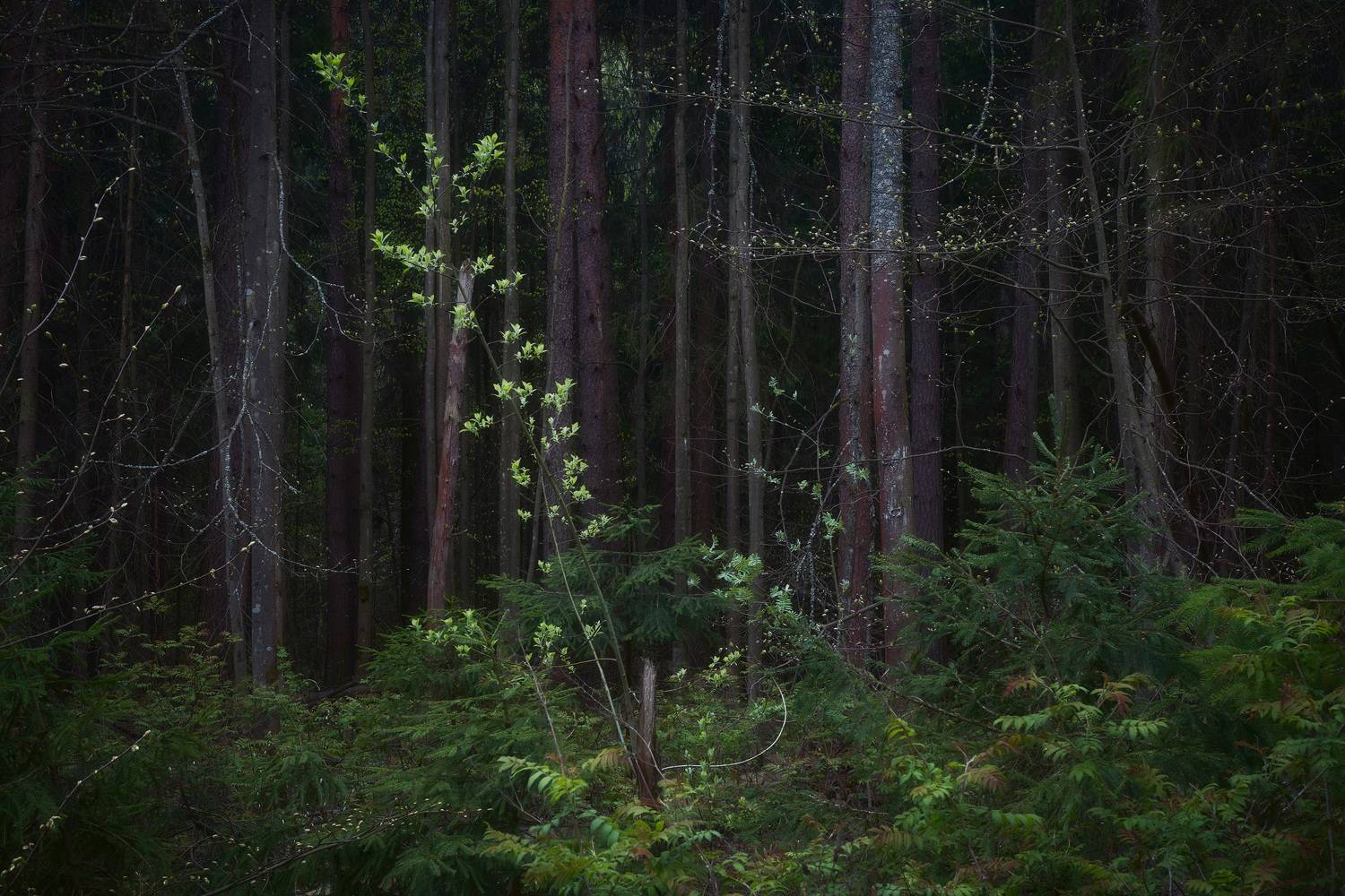 лес, весна, деревья, пейзаж, forest, woodland, trees, landscape, spring, Валерий Вождаев