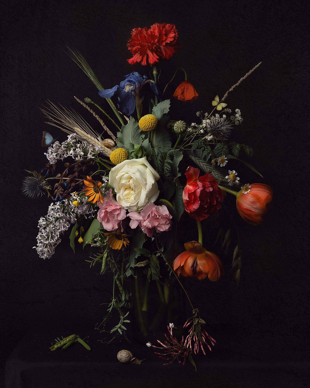 , Диана Трильо