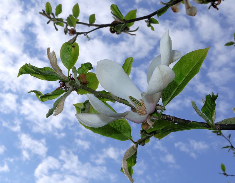 辛夷 Magnolia kobus фото превью
