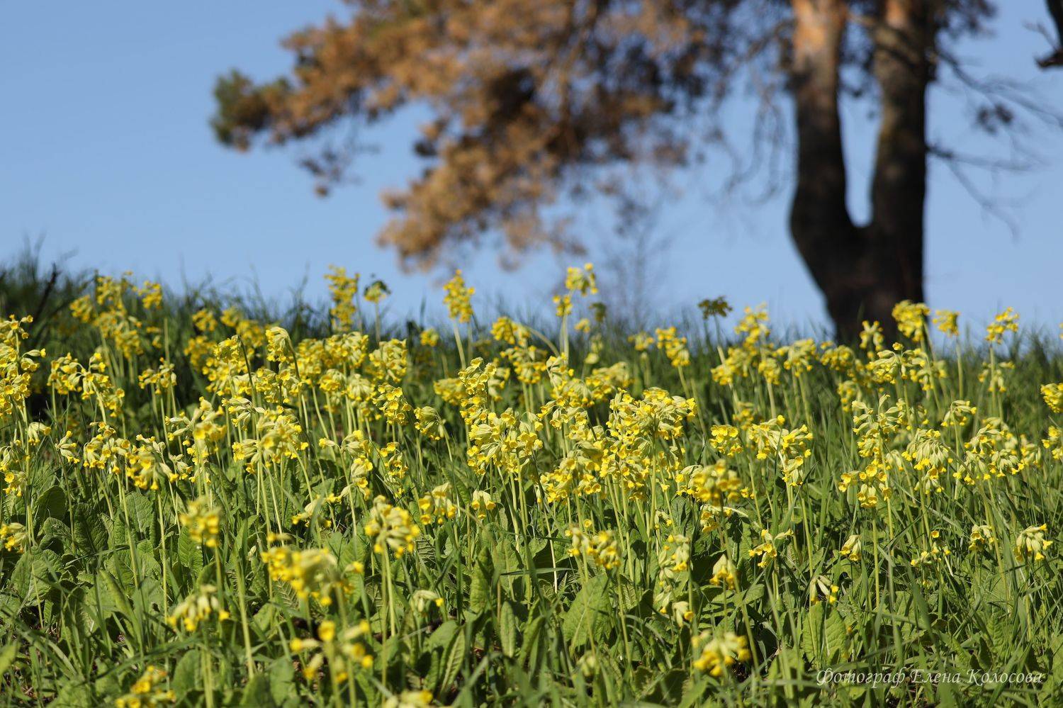 , Колосова Елена