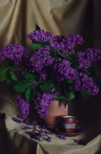 Кофе с ароматом сирени