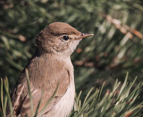 Северная бормотушка