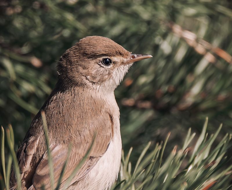 птицы, птица, северная бормотушка, бормотушка Северная бормотушка фото превью