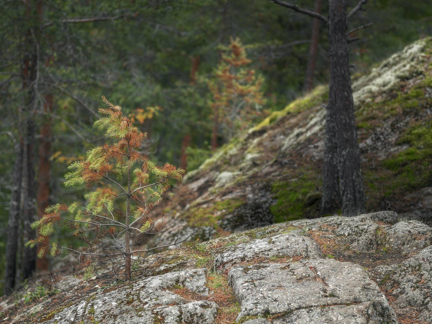 лес, карелия, сосна, осень,  Алексей