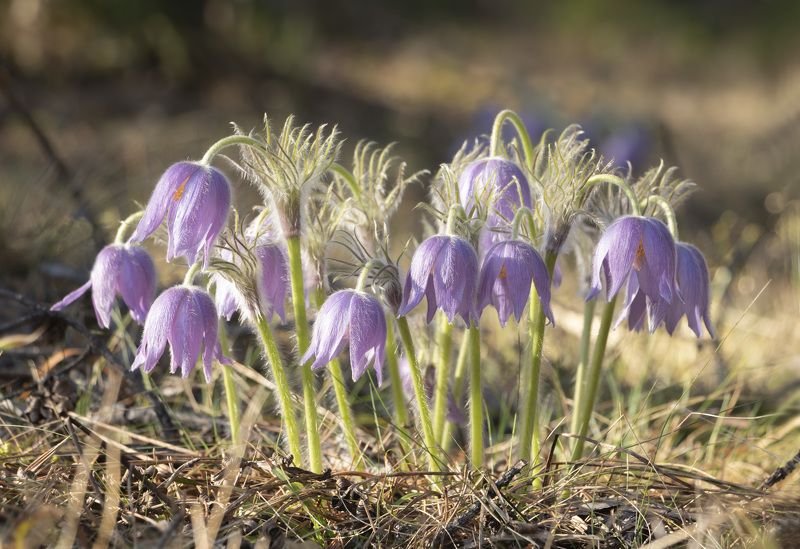 цветок, сон-трава  фото превью