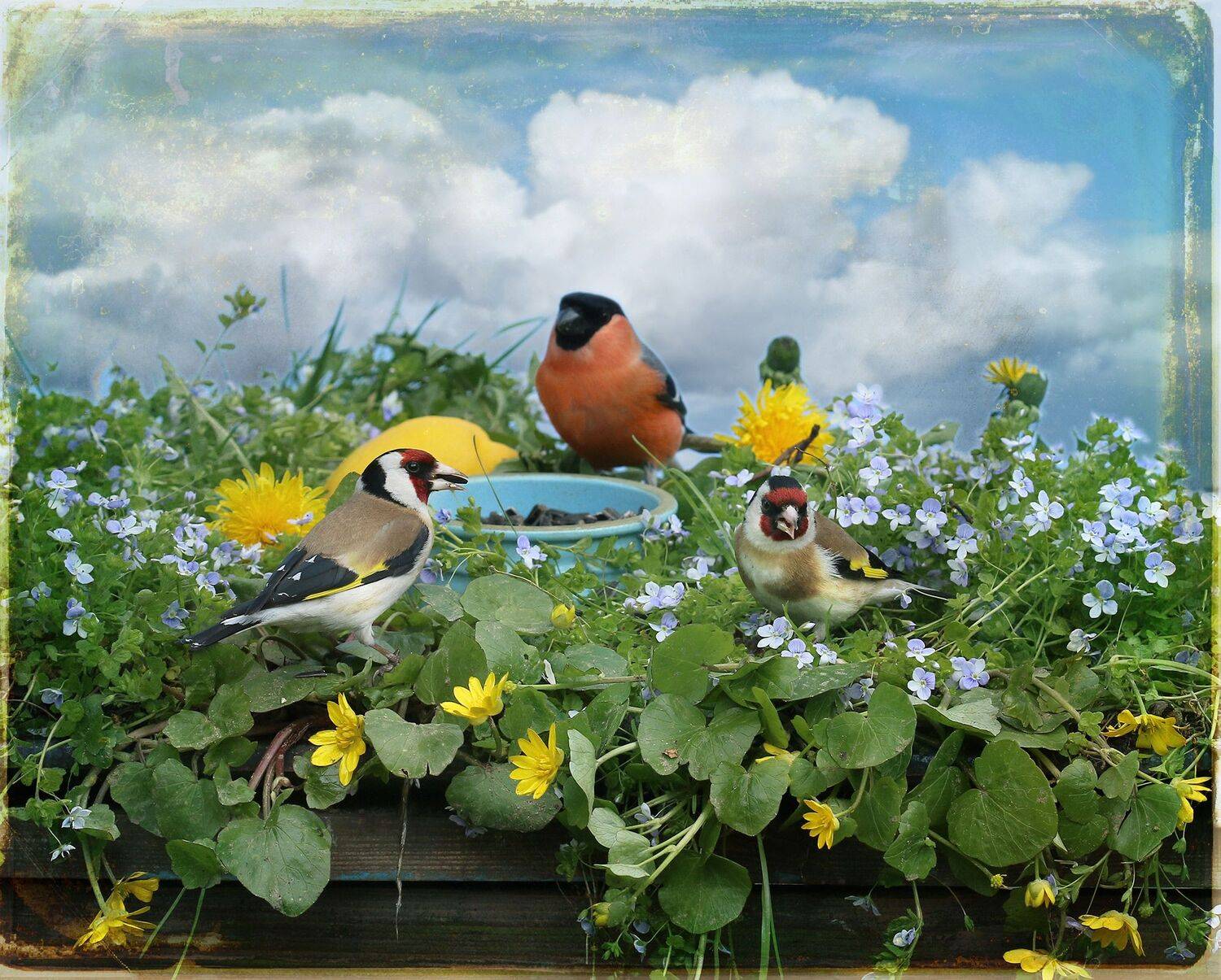 щегол, снегирь, Хромушин Олег