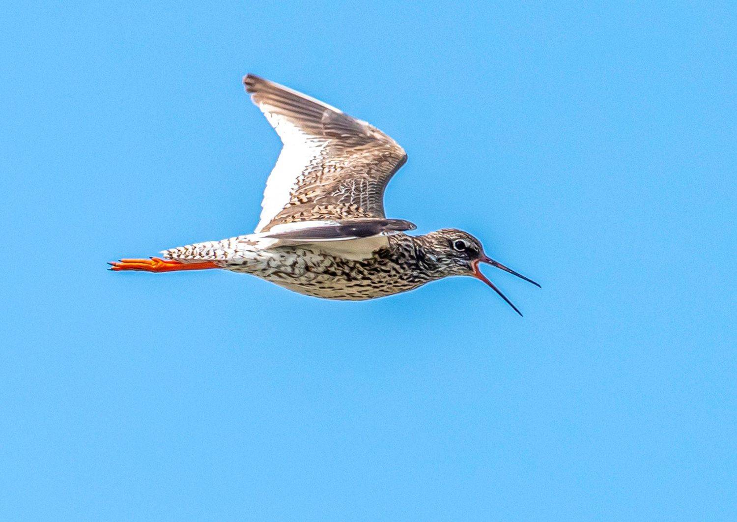крым, заповедник &laquo;лебяжьи острова&raquo;, птицы, кулик, травник, Савчук Сергей