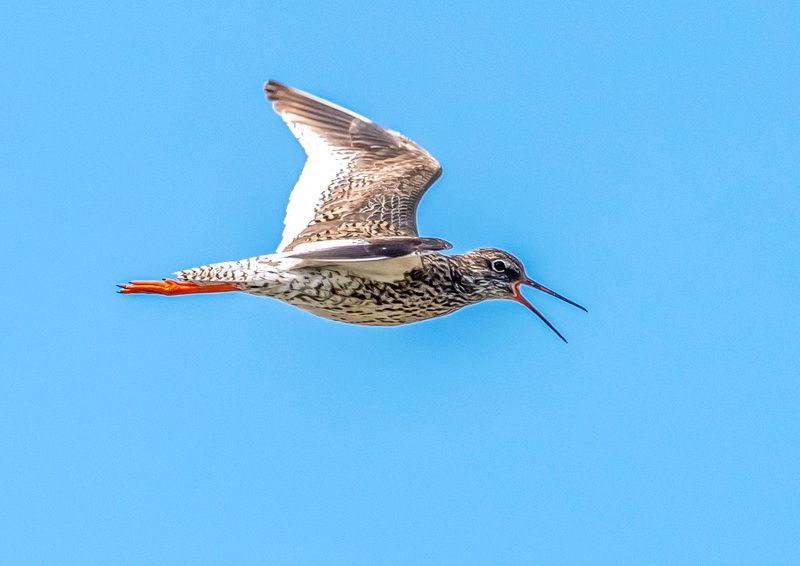 крым, заповедник «лебяжьи острова», птицы, кулик, травник Травник фото превью