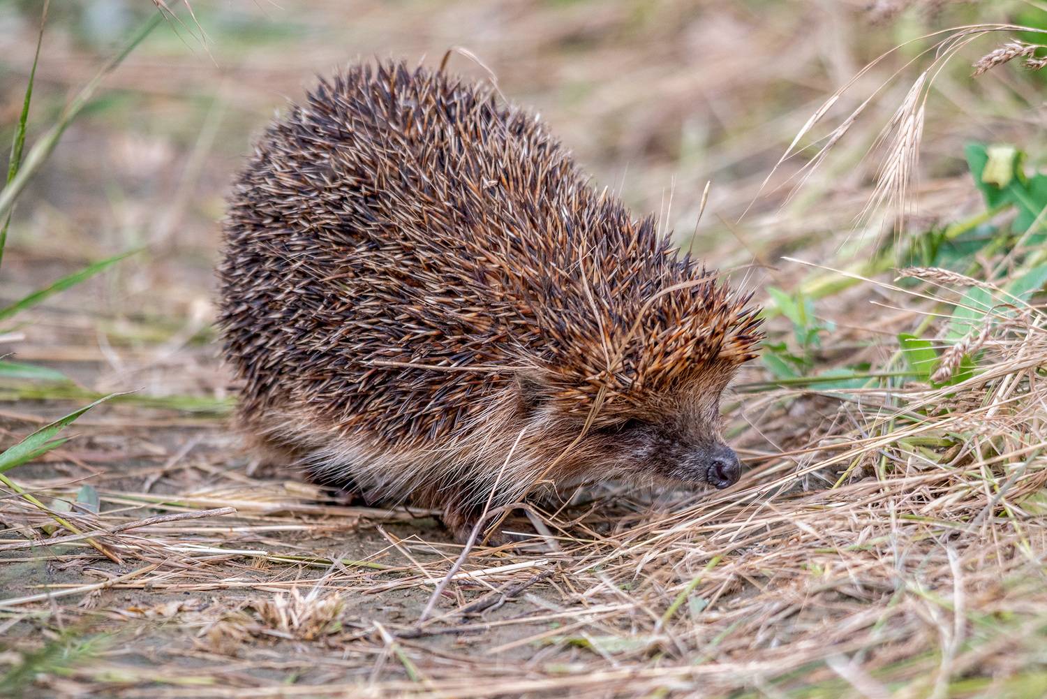 крым, заповедник &laquo;лебяжьи острова&raquo;, белогрудый еж, Савчук Сергей