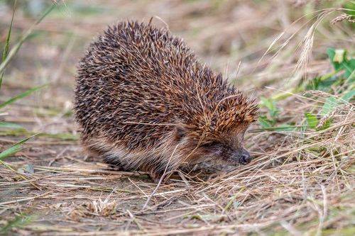 Белогрудый ёж