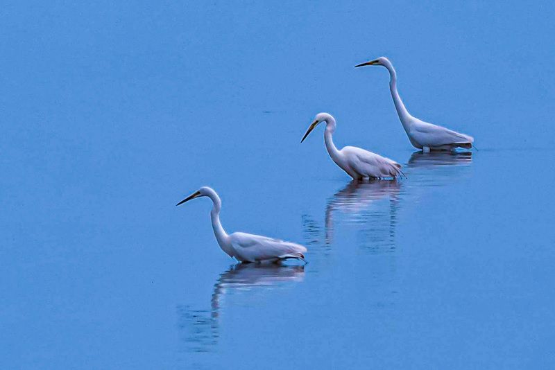 крым, заповедник «лебяжьи острова», птицы, хбольшая белая цапля Коллективная охота фото превью