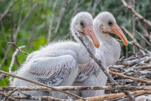 Птенцы колпицы
