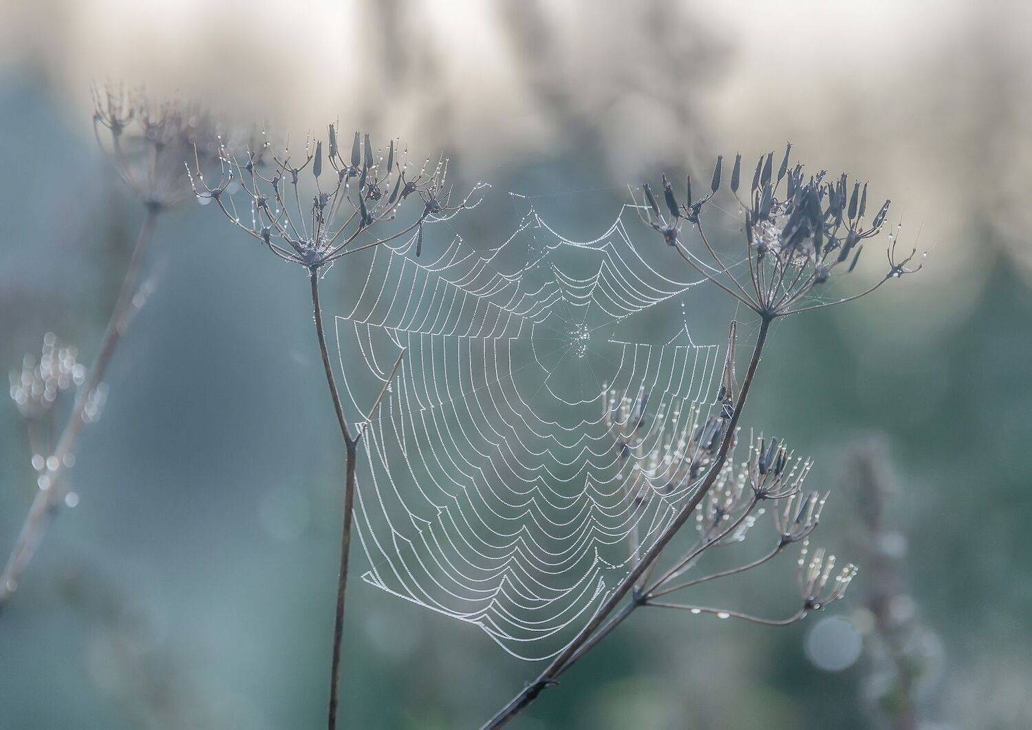 паутина, роса, Сергей Аникин