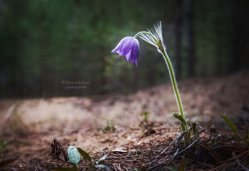 цветы, прострел, сон-трава, природа, весна, макро Прострел фото превью