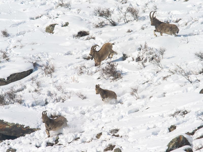 сибирский горный козел, козерог, красноярский край Козероги зимние фото превью