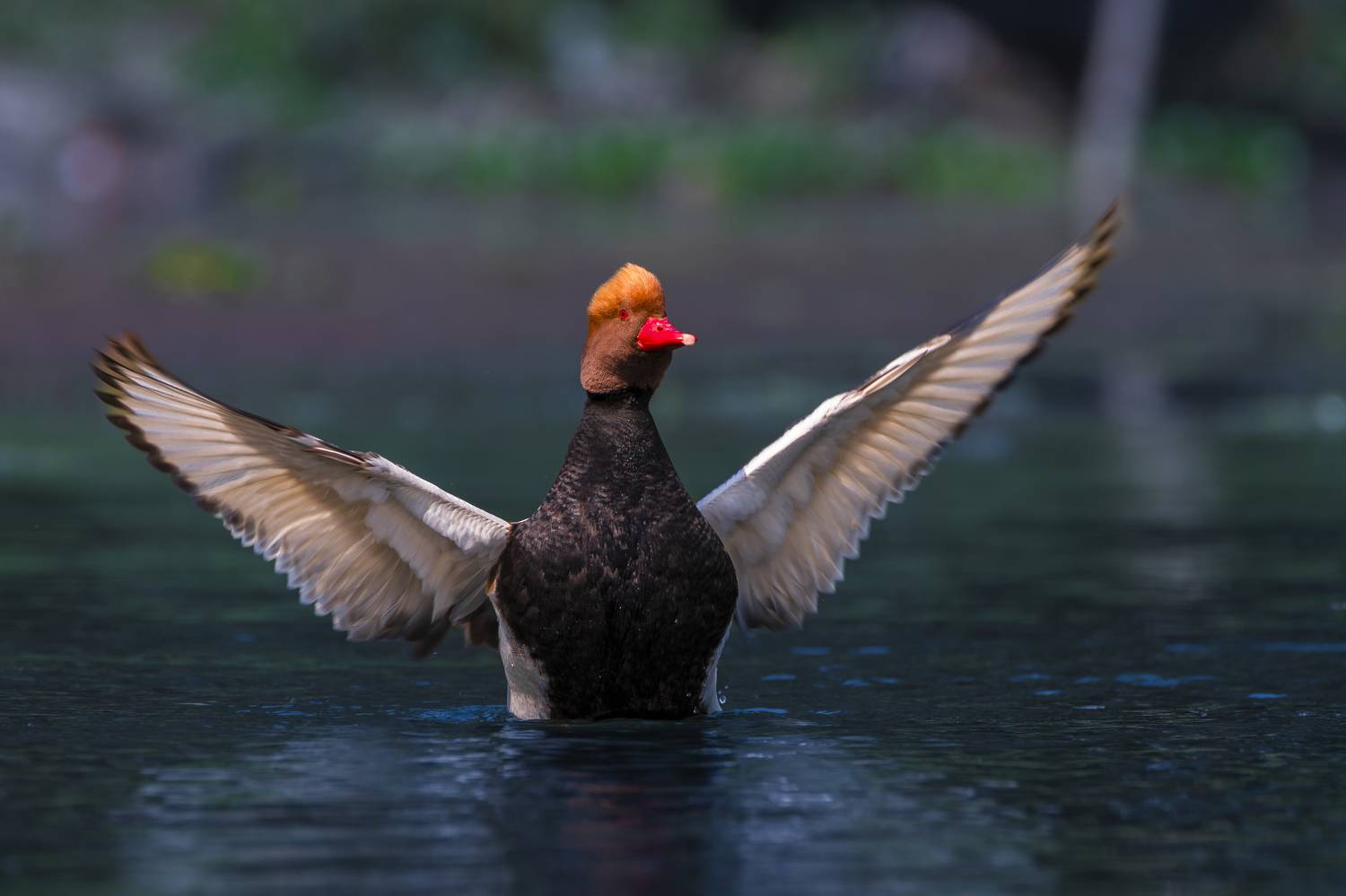 #birdphotography	 #birdsofinstagram	 #wildlifephotography	 #birds	 #naturephotography	 #bird	 #nature	 #wildlife	 #photography	 #birdwatching	 #natgeo	 #photooftheday	 #nikon	 #birding	 #naturelovers	 #canon	 #animals	 #birdlovers	 #travel	 #love	 #bestbi, Diganta Roy