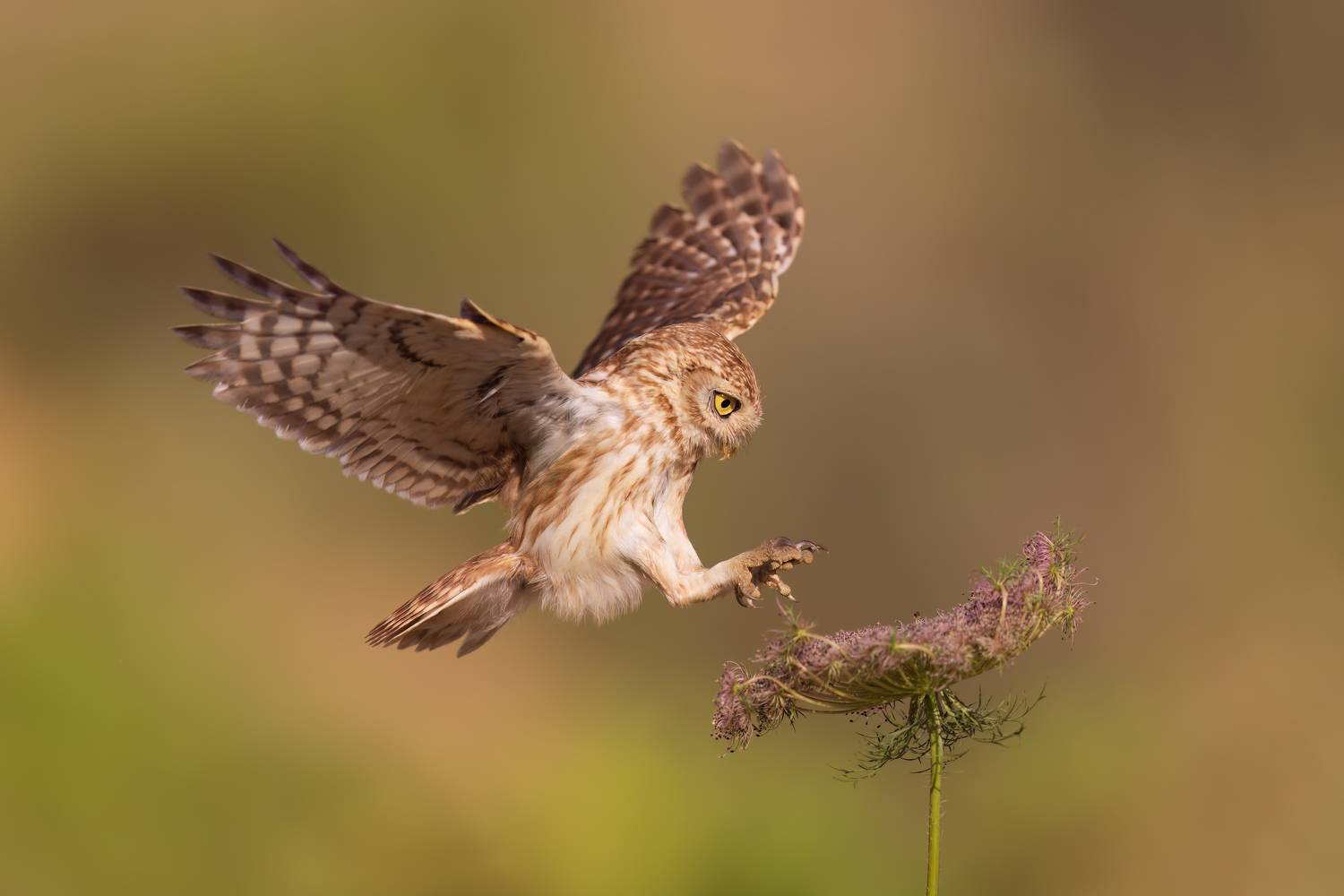 , Фруман Евгений