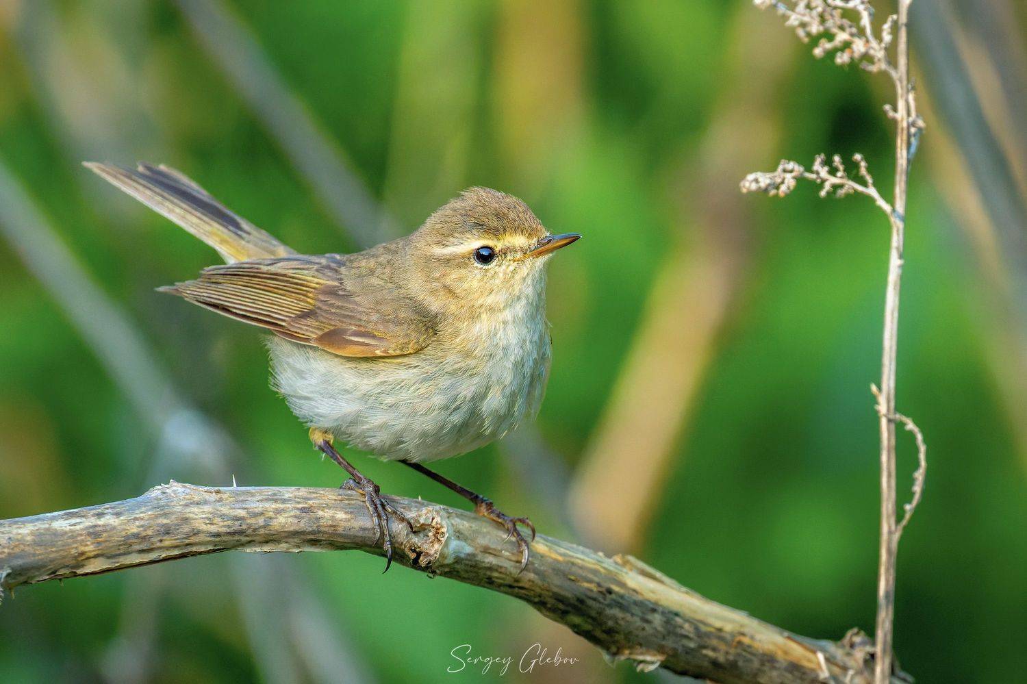 пеночка, птицы, пернатые, Сергей Глебов