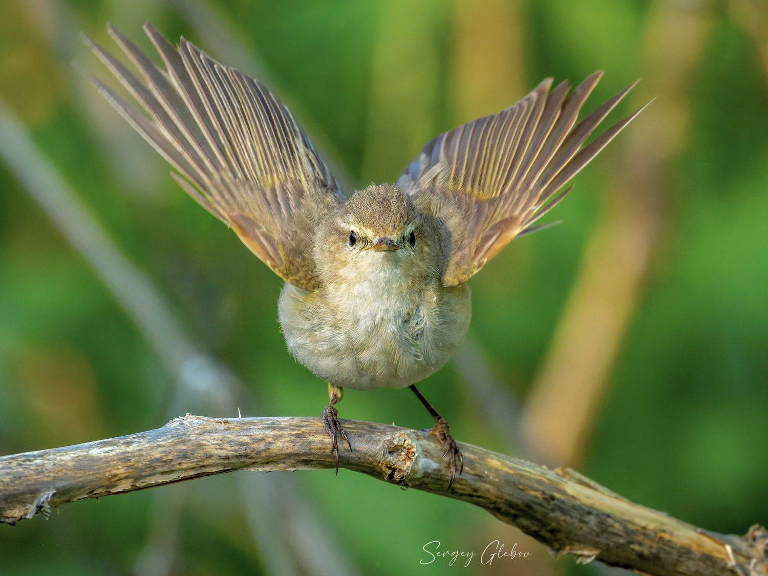 пеночка, птицы, пернатые, Сергей Глебов