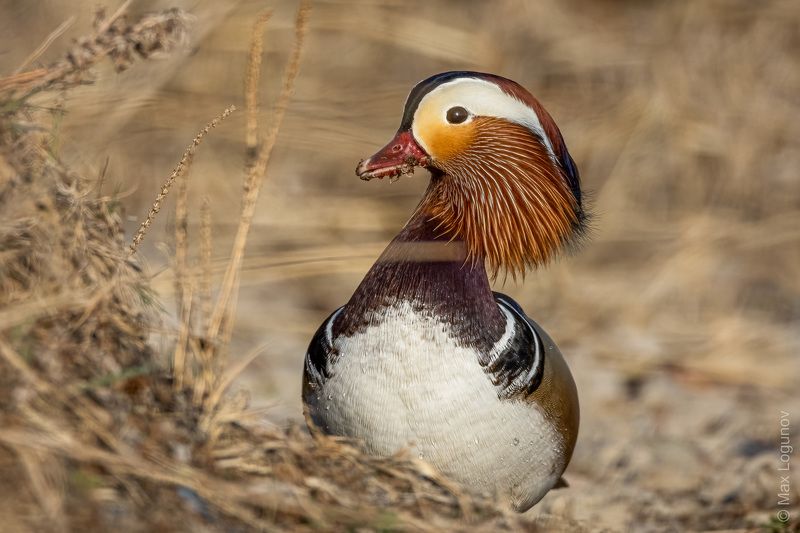 Самец мандаринки со стильной причёской фото превью