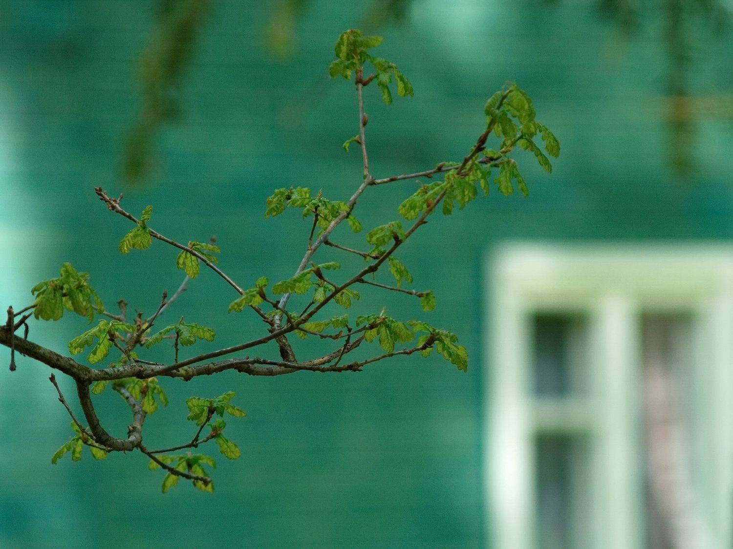 , Виктор Гурков