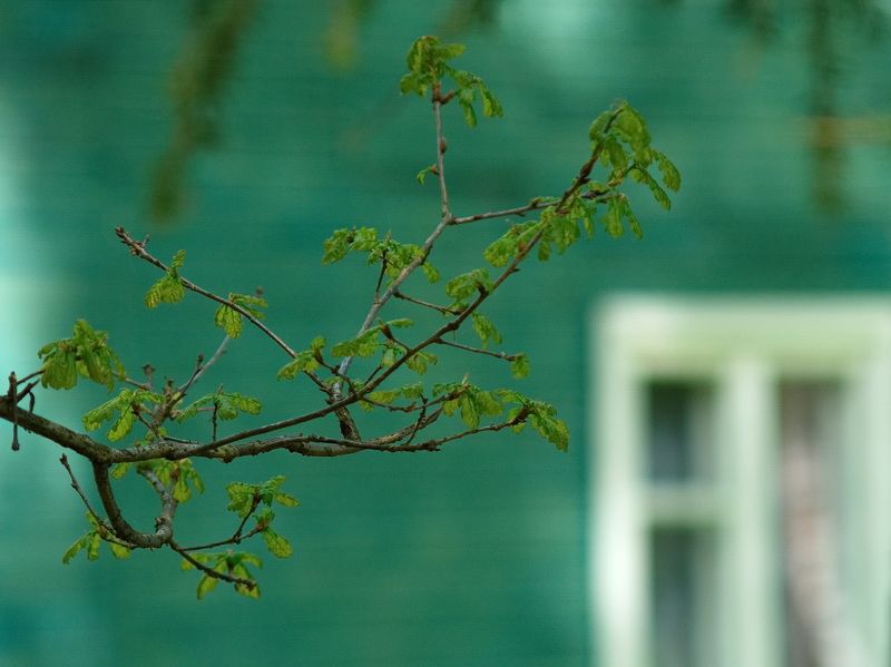 Nostalgie фото превью