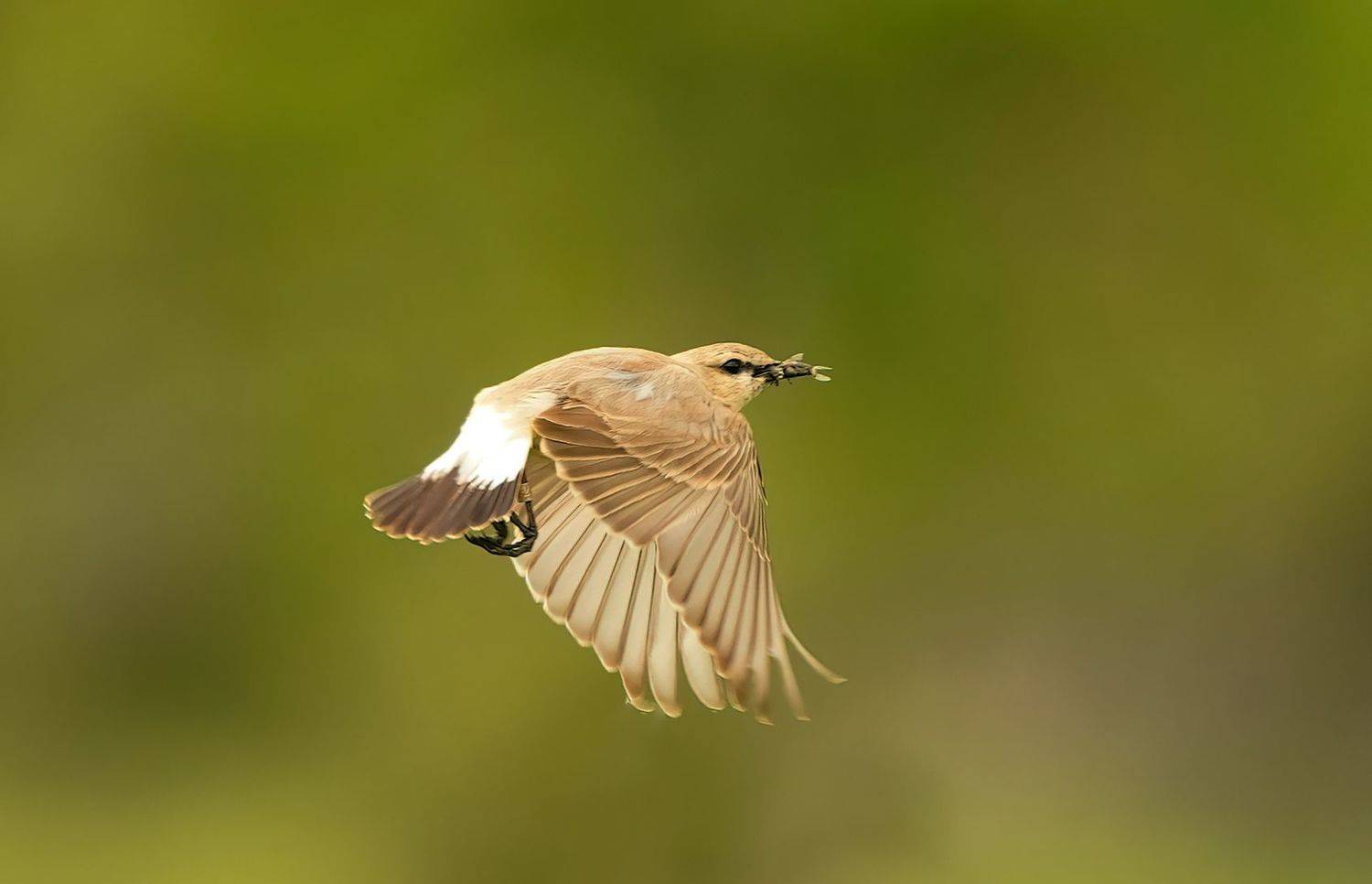 , Красимир Георгиев